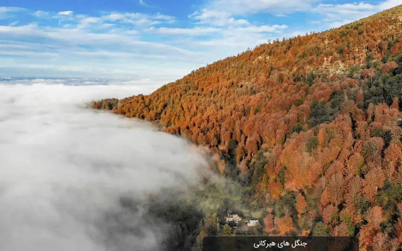 جنگل‌های هیرکانی