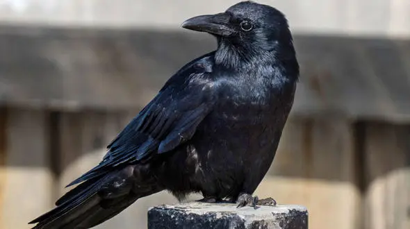 کلاغ ها آدم بدها را فراموش نمی کنند! + جزییات شگفت انگیز
