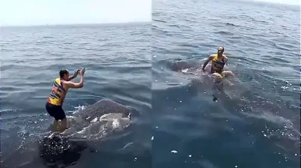 فیلم  کوسه سواری جوان بوشهری در خلیج فارس  با آهنگ هلل یوس هل یوسه ... / این خلیج تا ابد خلیج فارسه و قلمروی بچه‌های جنوب ایران!