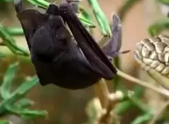 فیلم شکار خفاش توسط مار