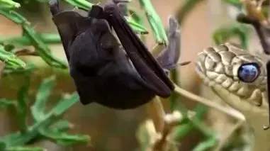 فیلم شکار خفاش توسط مار