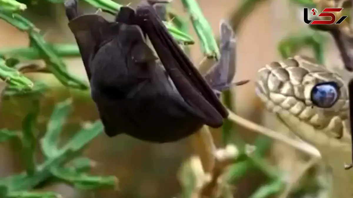 فیلم شکار خفاش توسط مار