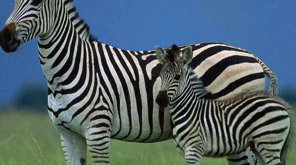 از حمله ببر به فرد بازدید کننده تا گورخر درحال زایمان 