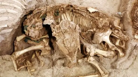 کشف شش اسکلت چهار هزار ساله در بابل