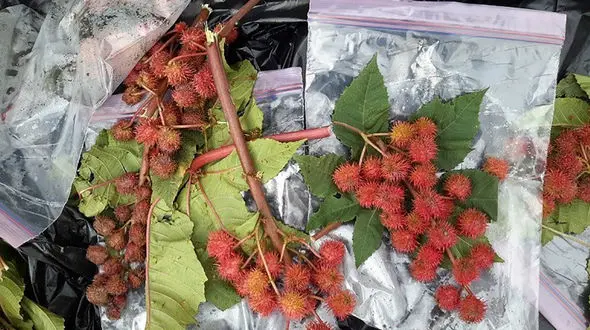 این سیب ها شیطانی هستند / داتورا چیست ؟  / پلیس تهران فاش کرد + عکس