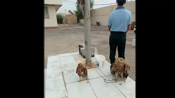 ماجرای قاچاق پرندگان گران قیمت به کشورهای عربی چیست؟ + عکس 