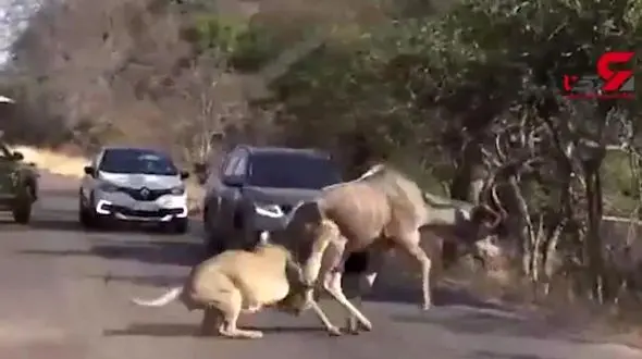 شکار گوزن توسط شیر مقابل چشم توریست‌ها +فیلم 