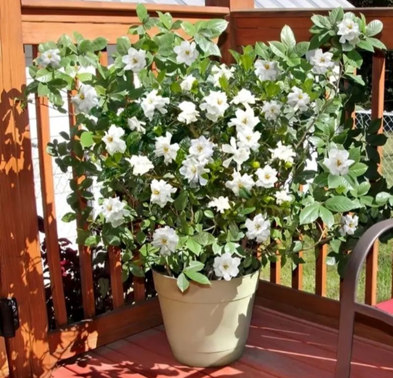 25