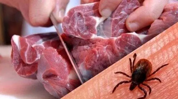 علائم تب کنگو