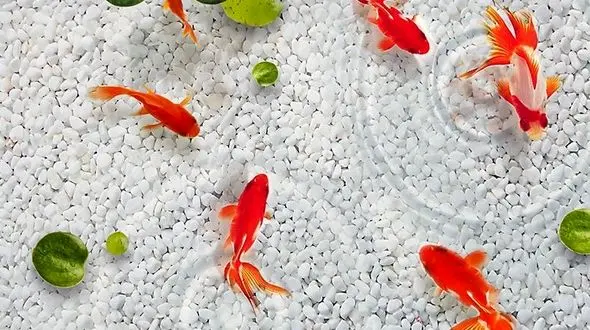 توصیه‌های بهداشتی برای نگهداری ماهی قرمز شب عید