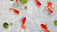 توصیه‌های بهداشتی برای نگهداری ماهی قرمز شب عید