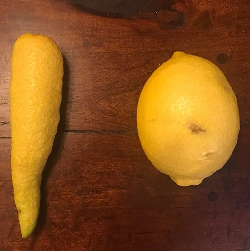 گوناگون