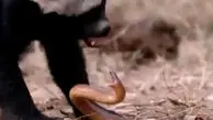 فیلم شکار مار توسط گورکن عسلی