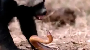 فیلم شکار مار توسط گورکن عسلی