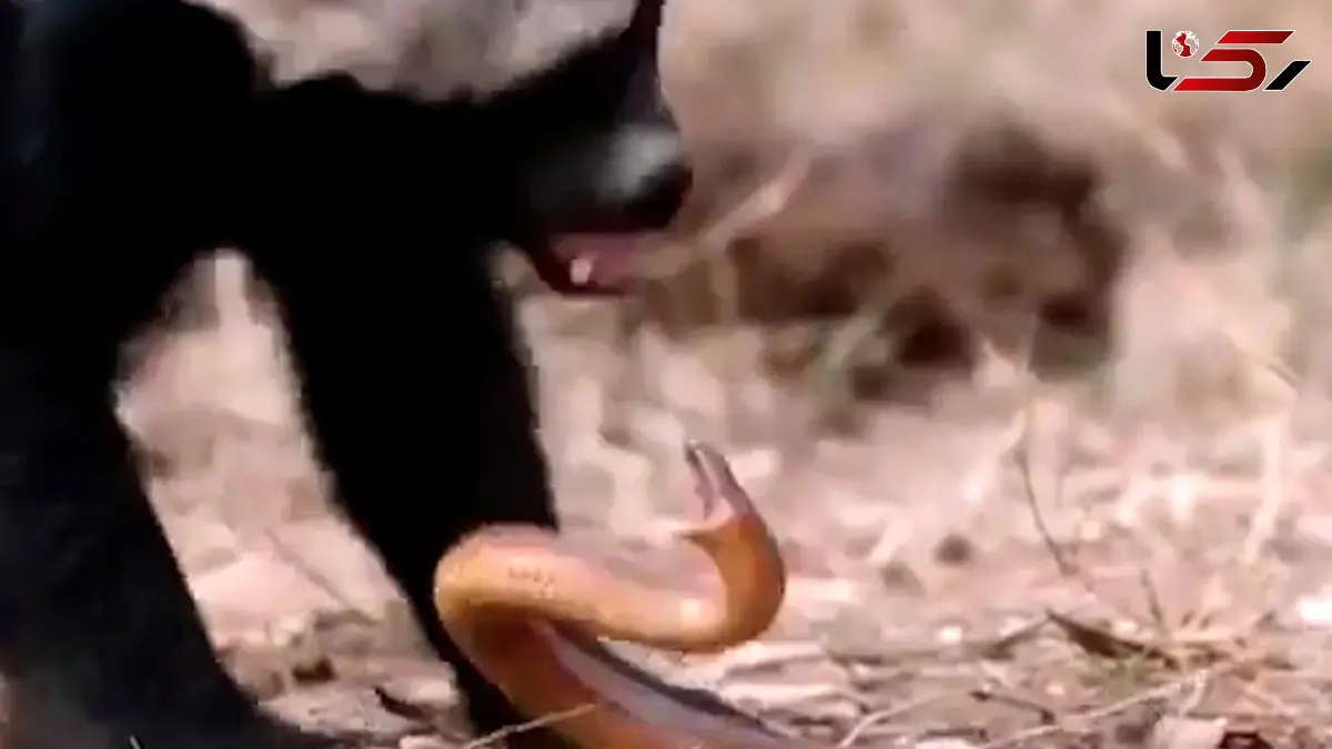 فیلم شکار مار توسط گورکن عسلی