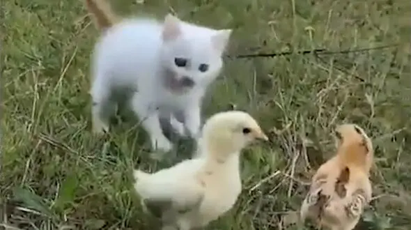 بازی گربه با جوجه ها + فیلم