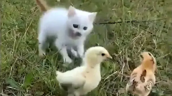 بازی گربه با جوجه ها + فیلم