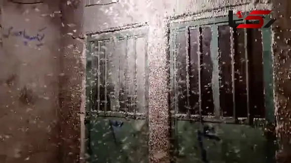 یورش پروانه‌های قاتل به جنگل‌های خوزستان/ مردم خواستار اقدام فوری منابع طبیعی + فیلم