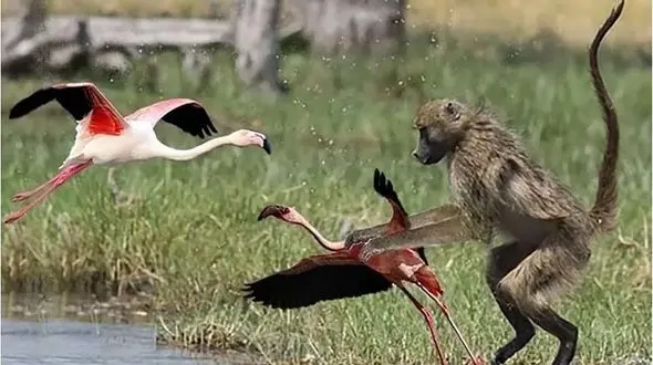  شکار حیرت انگیر در حیات وحش / بابون و فلامینگو به جان هم افتادند + فیلم