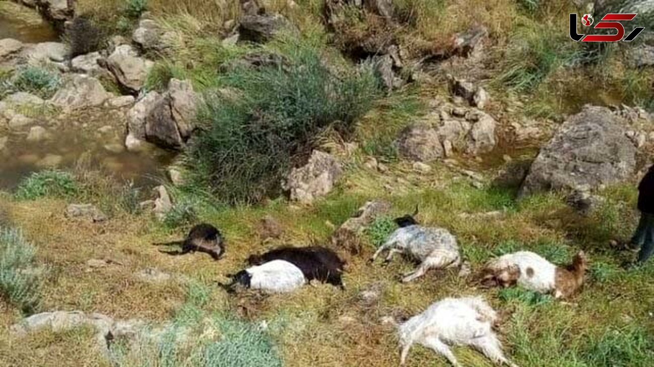 توضیح پلیس بوشهر در خصوص توزیع لاشه گوسفندان بین مردم