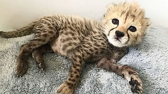 جدیدترین عکس توله یوز “ایران” / چشمان سیاه و درخشان