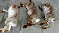 دستگیری 6 شکارچی خرگوش در مراغه 