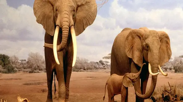 حقایق عجیب و خارق العاده درباره فیل‌ها