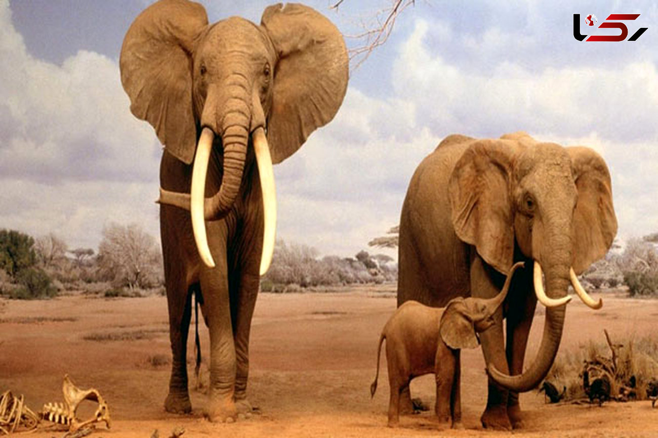 حقایق عجیب و خارق العاده درباره فیل‌ها