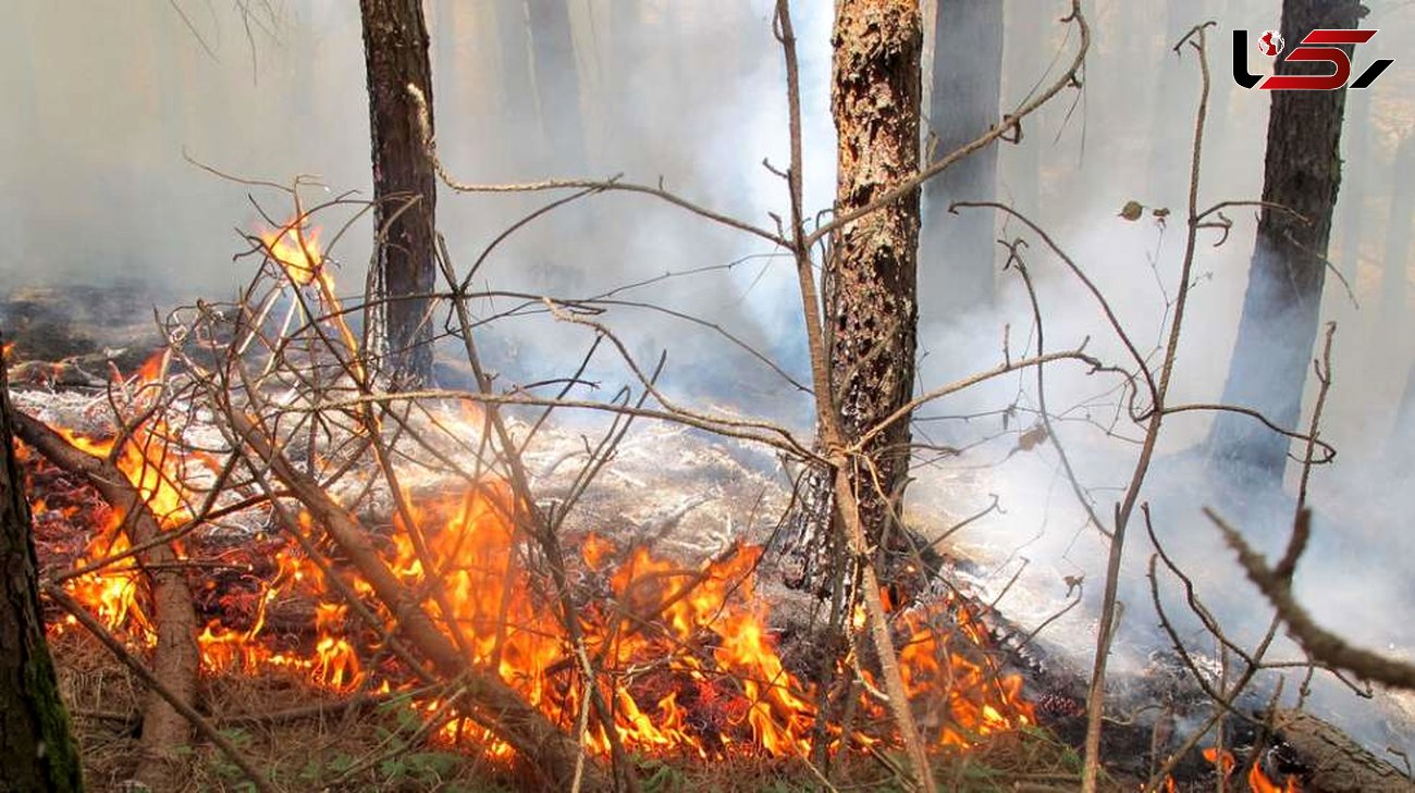 
بازداشت آتش‌افروزِ جنگل‌های گرگان
