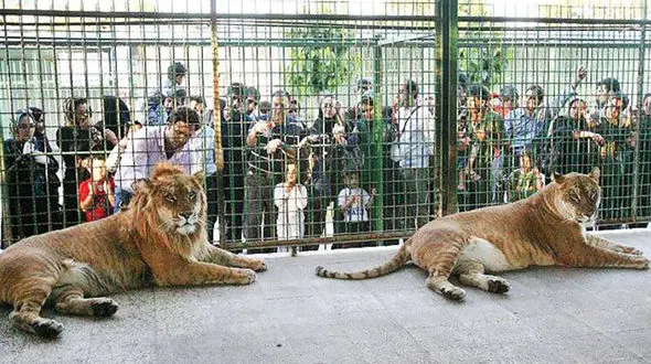 رتبه بندی 70 باغ وحش کشور آغاز شد