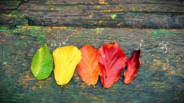 باید و نبایدهای سبک زندگی در پاییز