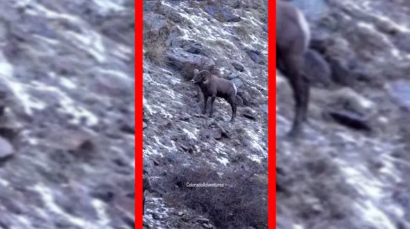 فیلم درگیری قوچ های کوهی در شیب کوه