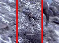 فیلم درگیری قوچ های کوهی در شیب کوه