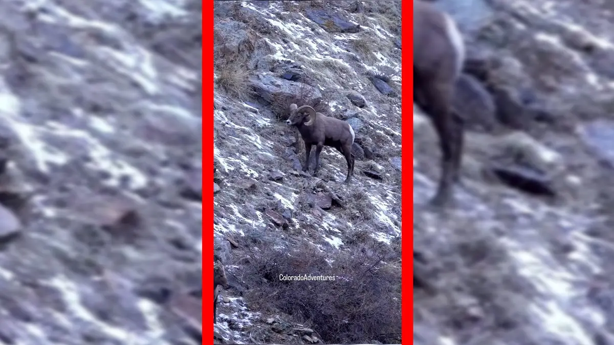 فیلم درگیری قوچ های کوهی در شیب کوه