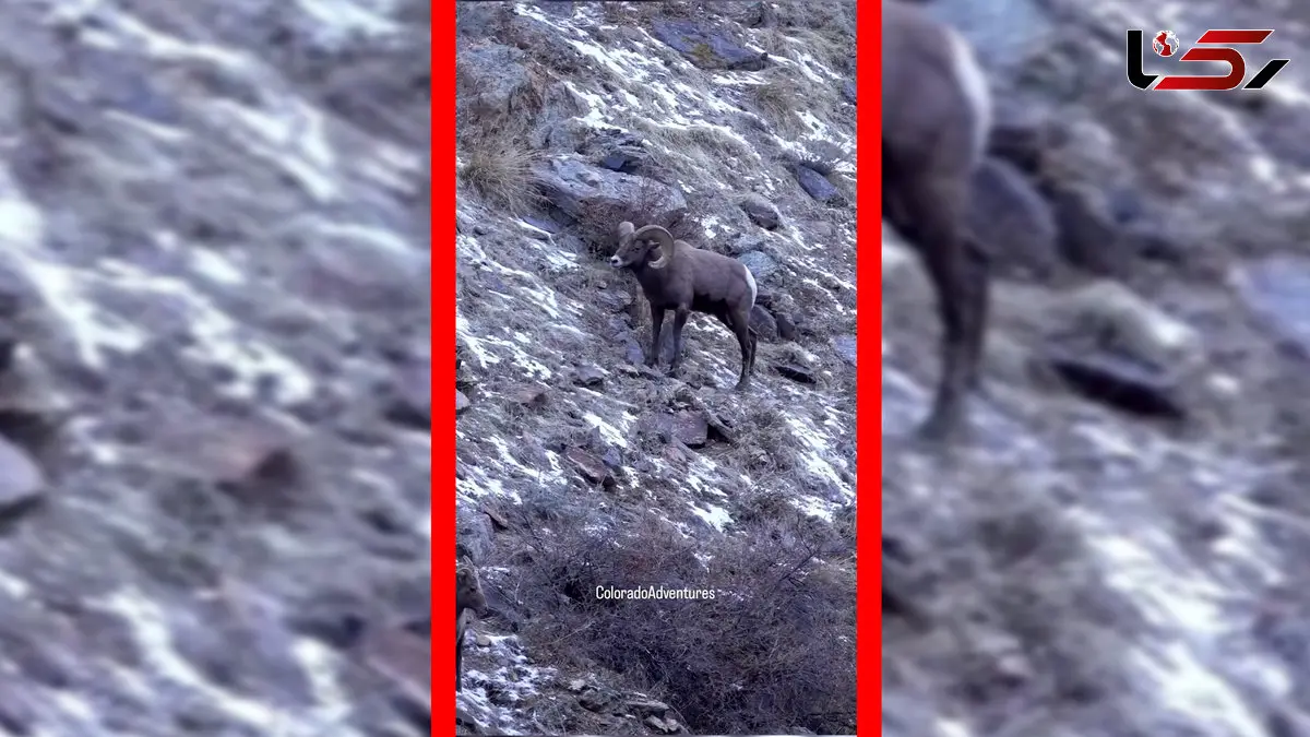 فیلم درگیری قوچ های کوهی در شیب کوه