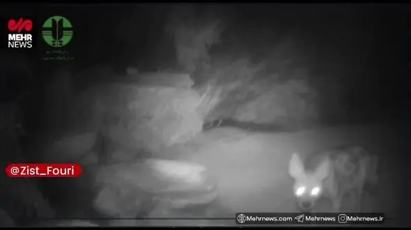 مشاهده کفتار راه‌راه در منطقه حفاظت‌شده شاهزاده ابراهیم و تنگ باهوش