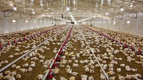 معدوم‌ سازی مرغ‌ های تخم‌گذار با گاز / نهاده‌ با ارز دولتی وارد می‌ شود اما به دست مرغدار نمی‌ رسد! / وزارت جهاد کشاورزی ورود کند