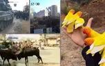 از نجات دختر جوان از مرگ تا قدم زدن فیل در راه آهن  + 10فیلم برتر هفته