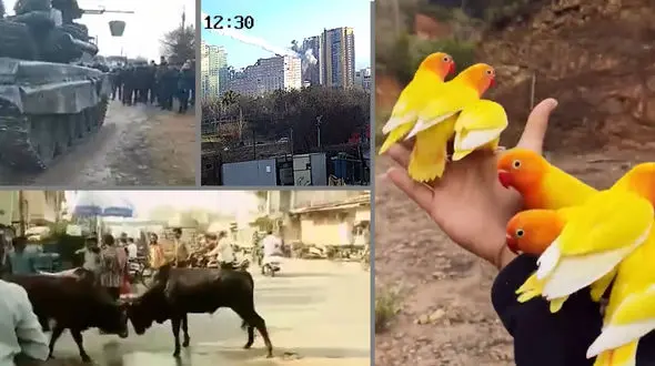 از نجات دختر جوان از مرگ تا قدم زدن فیل در راه آهن  + 10فیلم برتر هفته