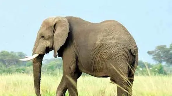 لحظه‌ های نادر از شیر و فیل در دل طبیعت