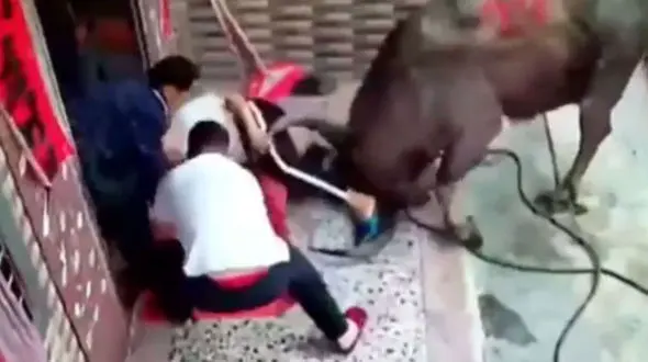 فیلم حمله هولناک گاو شاخ دار به زن جوان و نوزادش + عکس