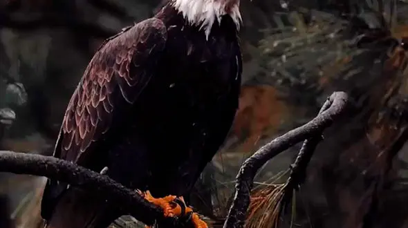 از  ابهت و زیبایی عقاب تا لحظه شگفت انگیز بیرون آمدن پروانه از پیله