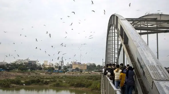 تغیییرات اقلیمی وتاثیر آن بر مهاجرت پرندگان