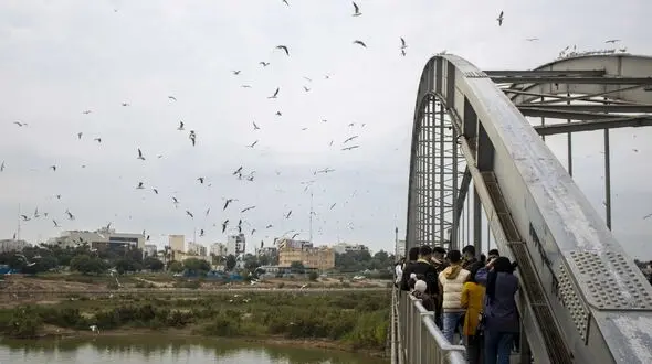  تغیییرات اقلیمی وتاثیر آن بر مهاجرت پرندگان