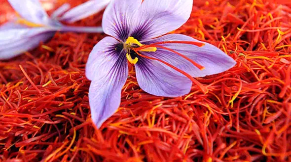 هر ماه 10 تن زعفران از کشور قاچاق می شود