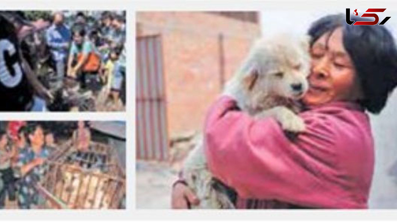 خرید 100 سگ برای نجات از مرگ