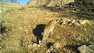 ثبت تصویر پلنگ در منطقه حفاظت شده سفیدکوه خرم‌آباد 