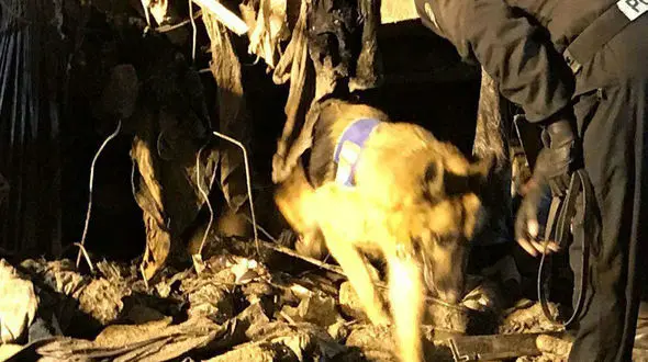 فوری / پارس سگ های زنده یاب نشان از یافتن گرفتار شده ها داد +فیلم و عکس