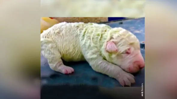 توله سگ سبز هم متولد شد + فیلم