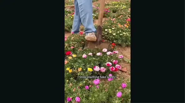 نکات مهم در کاشت رز دوگله خزه ای + فیلم